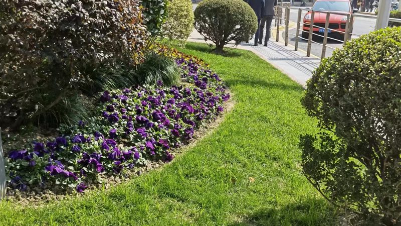 苗木种植技术视频教程：揭秘专业施工流程