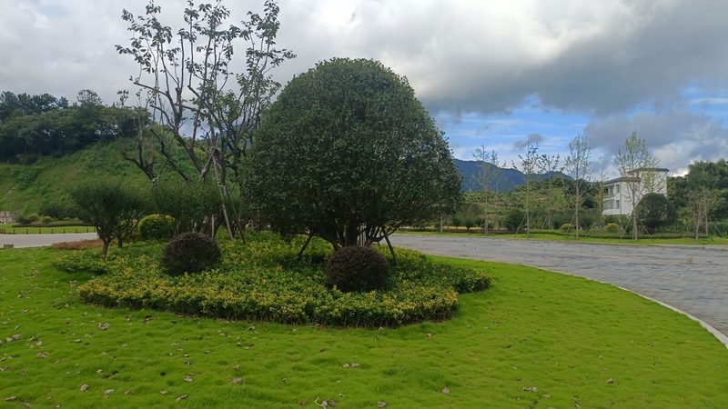 屋顶种植基质：选择与养护之道