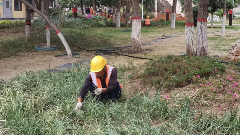 园林道路绿化验收标准：规范与细节解析