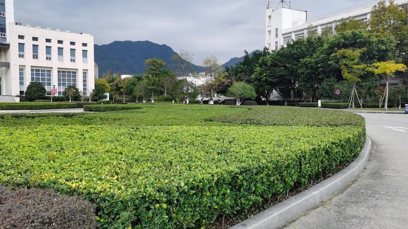 边坡绿化草籽配比，如何实现最佳效果？**